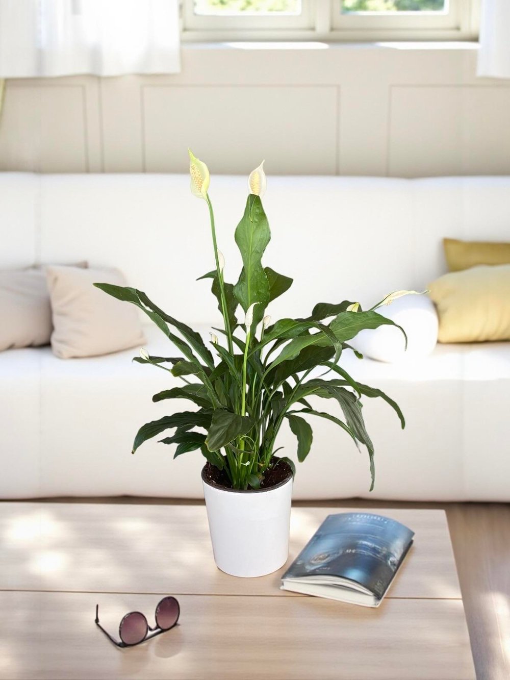 Spatifilyum - Yelken Çiçeği - Barış Çiçeği Spathiphyllum