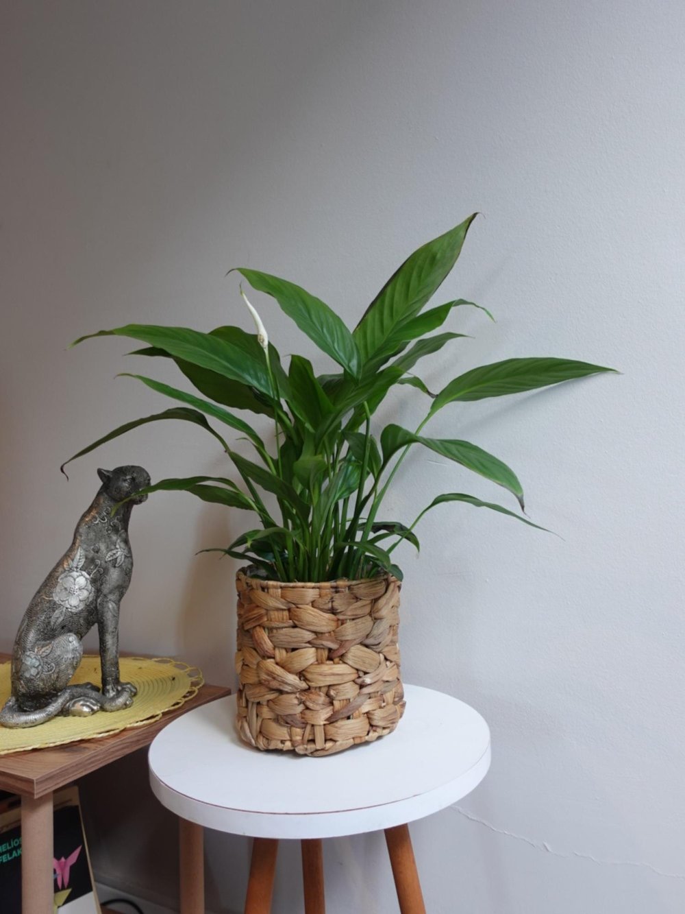 Spatifilyum - Yelken Çiçeği - Barış Çiçeği Spathiphyllum