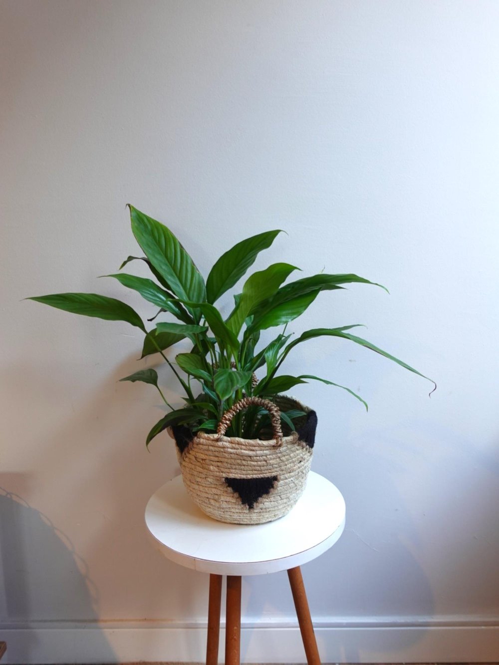 Spatifilyum - Yelken Çiçeği - Barış Çiçeği Spathiphyllum