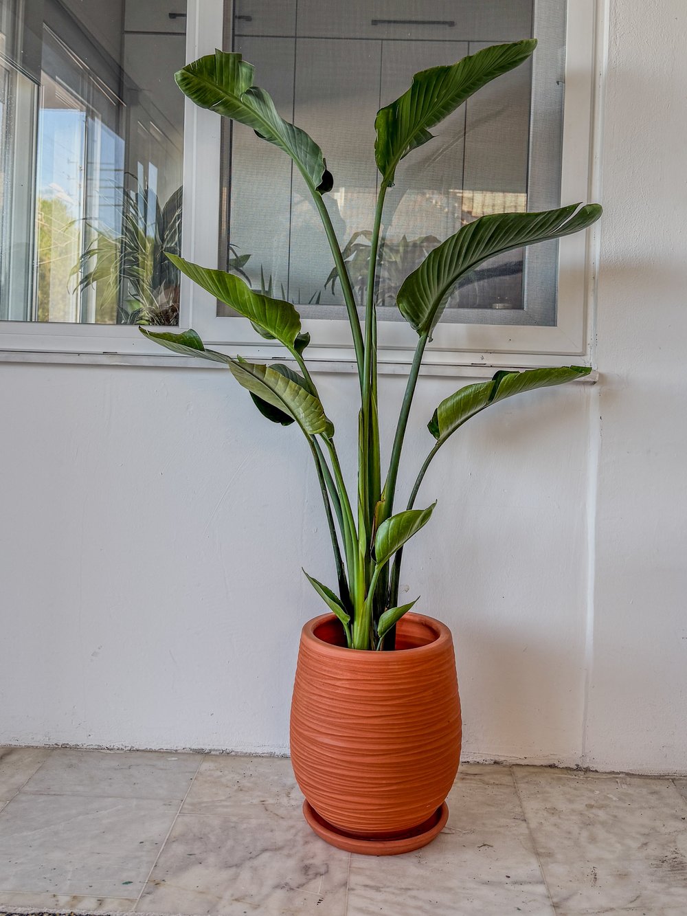 Starliçe 3 Gövdeli 160-180 Cm XL Form (Cennet Kuşu)