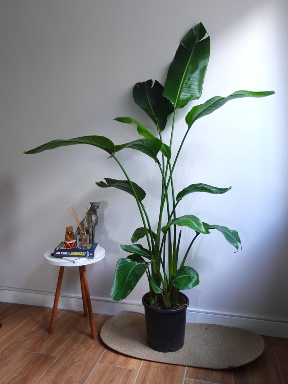 Starliçe 4 Gövdeli XXL 160 - 180 Cm (Cennet Kuşu)