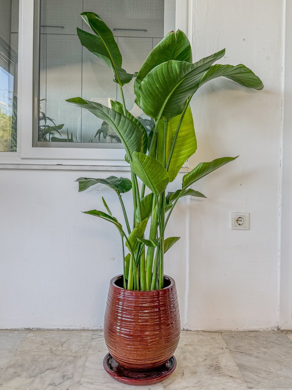 Starliçe 4 Gövdeli XXL 160 - 180 Cm (Cennet Kuşu)