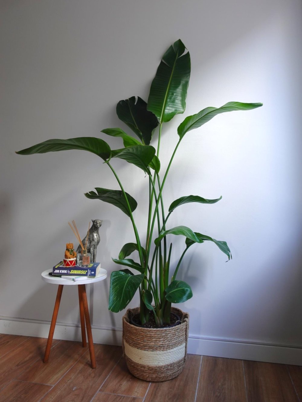 Starliçe 4 Gövdeli XXL 160 - 180 Cm (Cennet Kuşu)