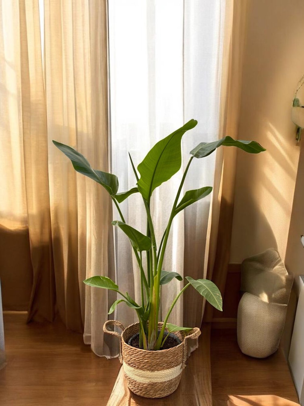 Starliçe (Cennet Kuşu) 3 Gövdeli Large 110 - 130 cm