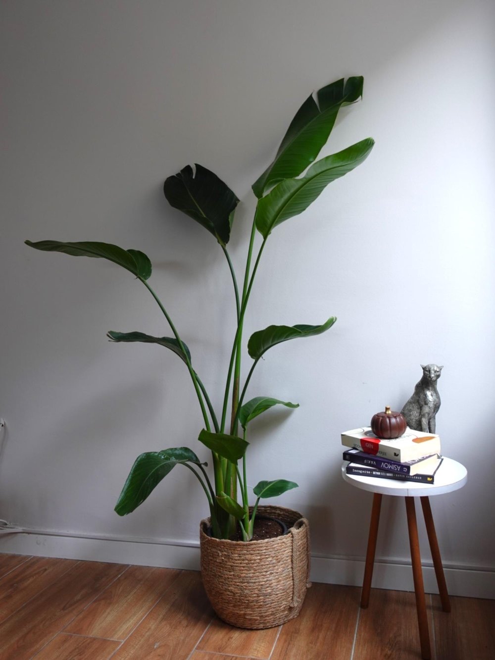 Starliçe 3 Gövdeli 160-180 Cm XL Form (Cennet Kuşu)