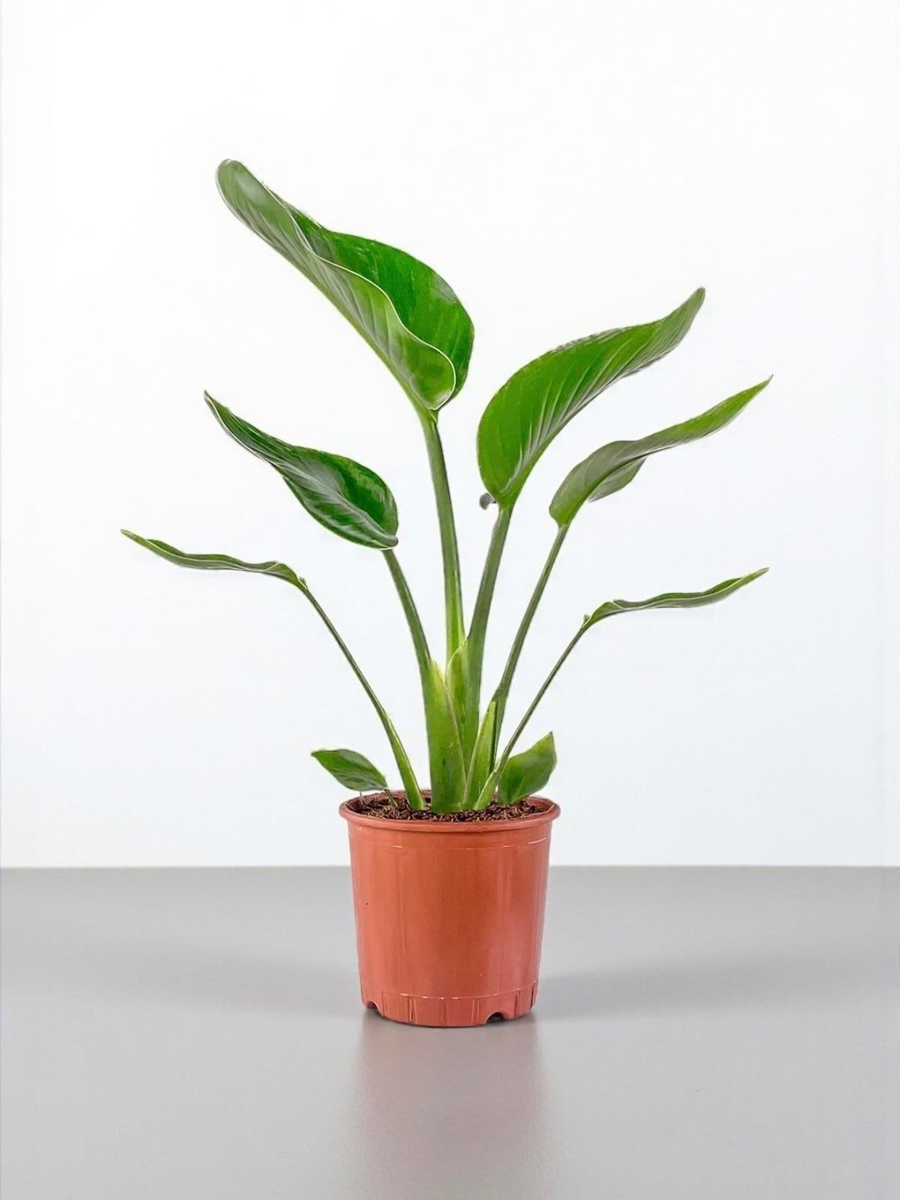 Starliçe Tek Gövdeli 60 Cm (Cennet Kuşu Sterliçya Çiçeği Strelitzia Nicolai)