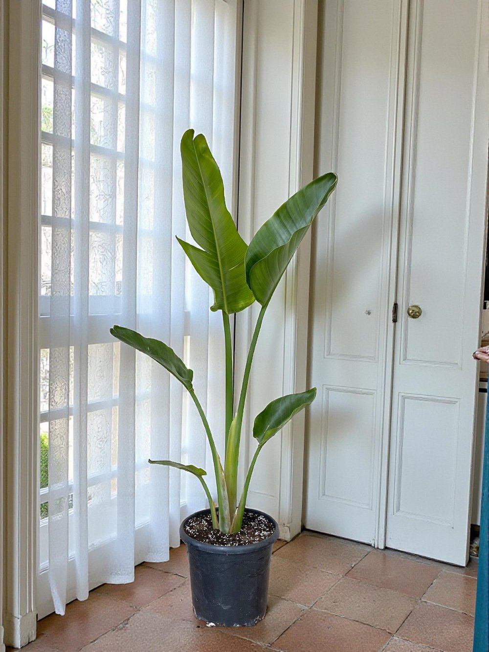 Starliçe Tek Gövdeli Large 130-150 Cm (Cennet Kuşu Sterliçya Çiçeği)