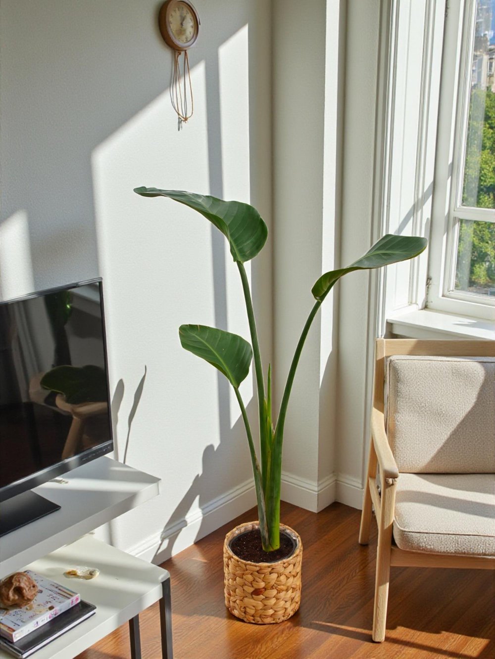 Starliçe Tek Gövdeli Large 130-150 Cm (Cennet Kuşu Sterliçya Çiçeği)