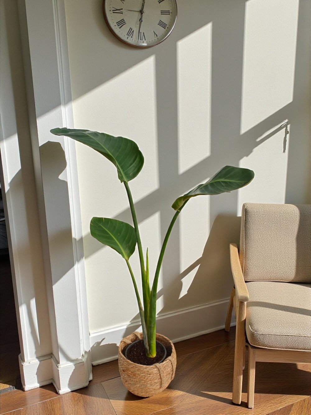 Starliçe Tek Gövdeli Large 130-150 Cm (Cennet Kuşu Sterliçya Çiçeği)