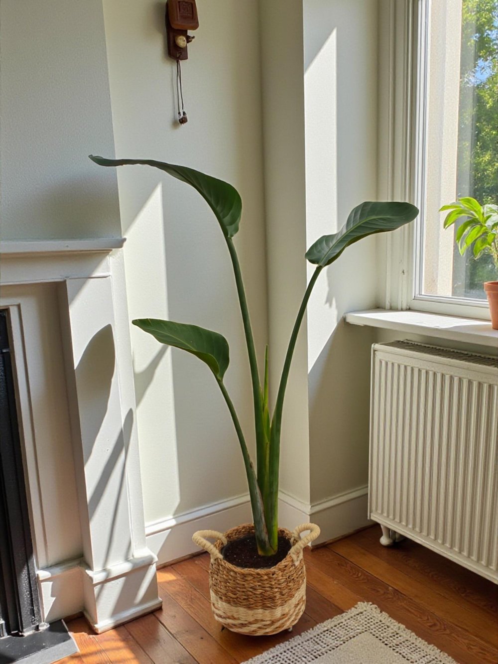 Starliçe Tek Gövdeli Large 130-150 Cm (Cennet Kuşu Sterliçya Çiçeği)