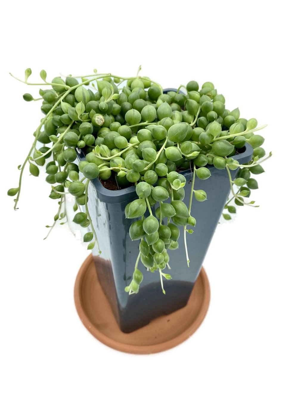 Senecio Rowleyanus String of Pearls (Tespih Çiçeği, İnci Tanesi)