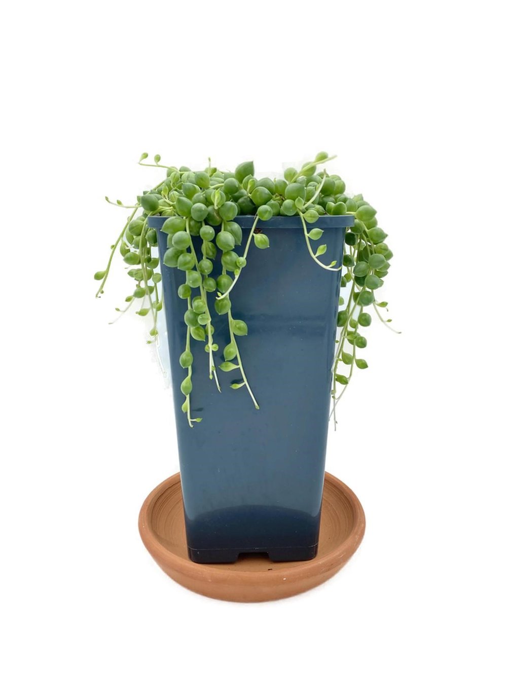 Senecio Rowleyanus String of Pearls (Tespih Çiçeği, İnci Tanesi)