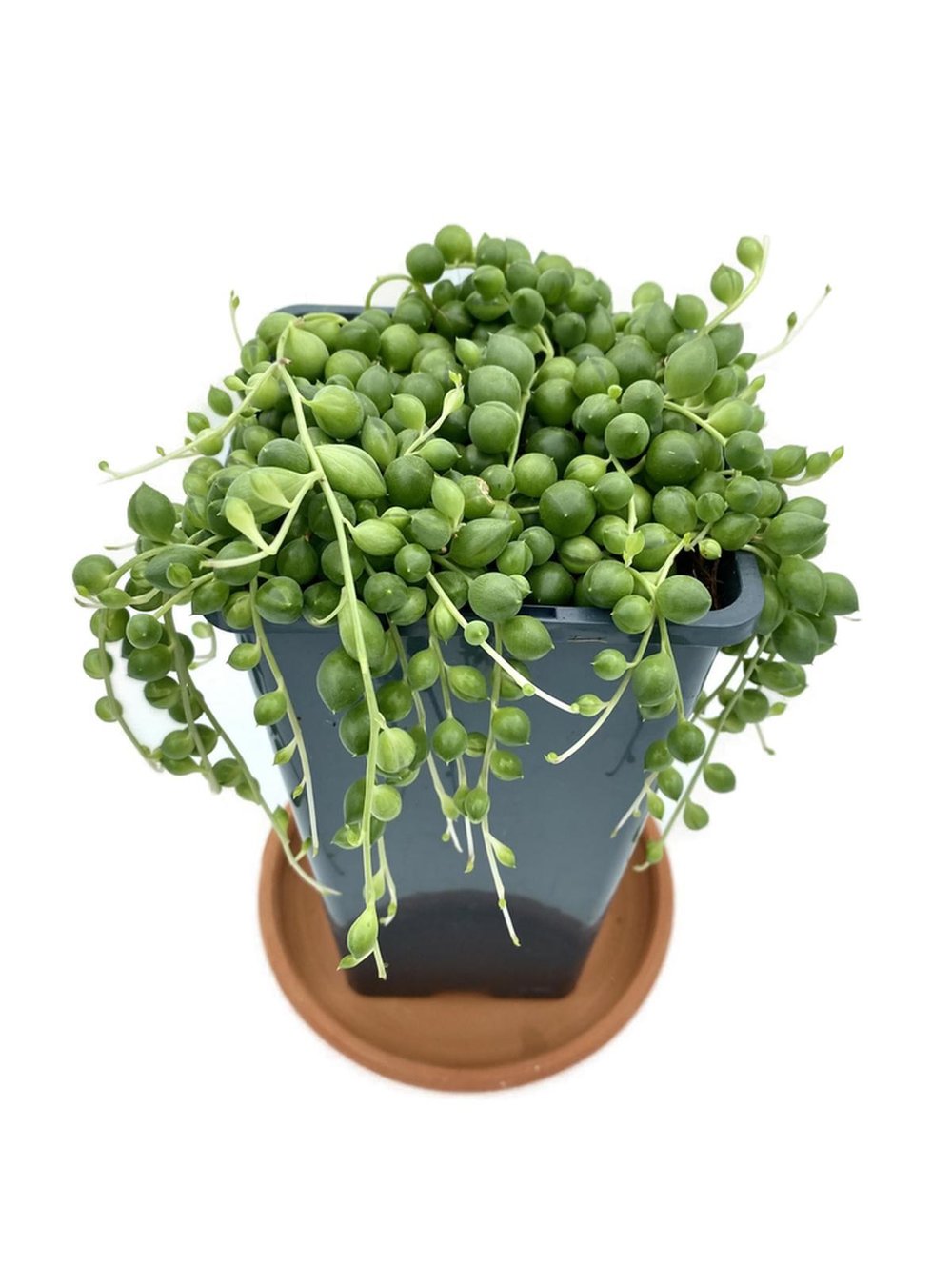 Senecio Rowleyanus String of Pearls (Tespih Çiçeği, İnci Tanesi)