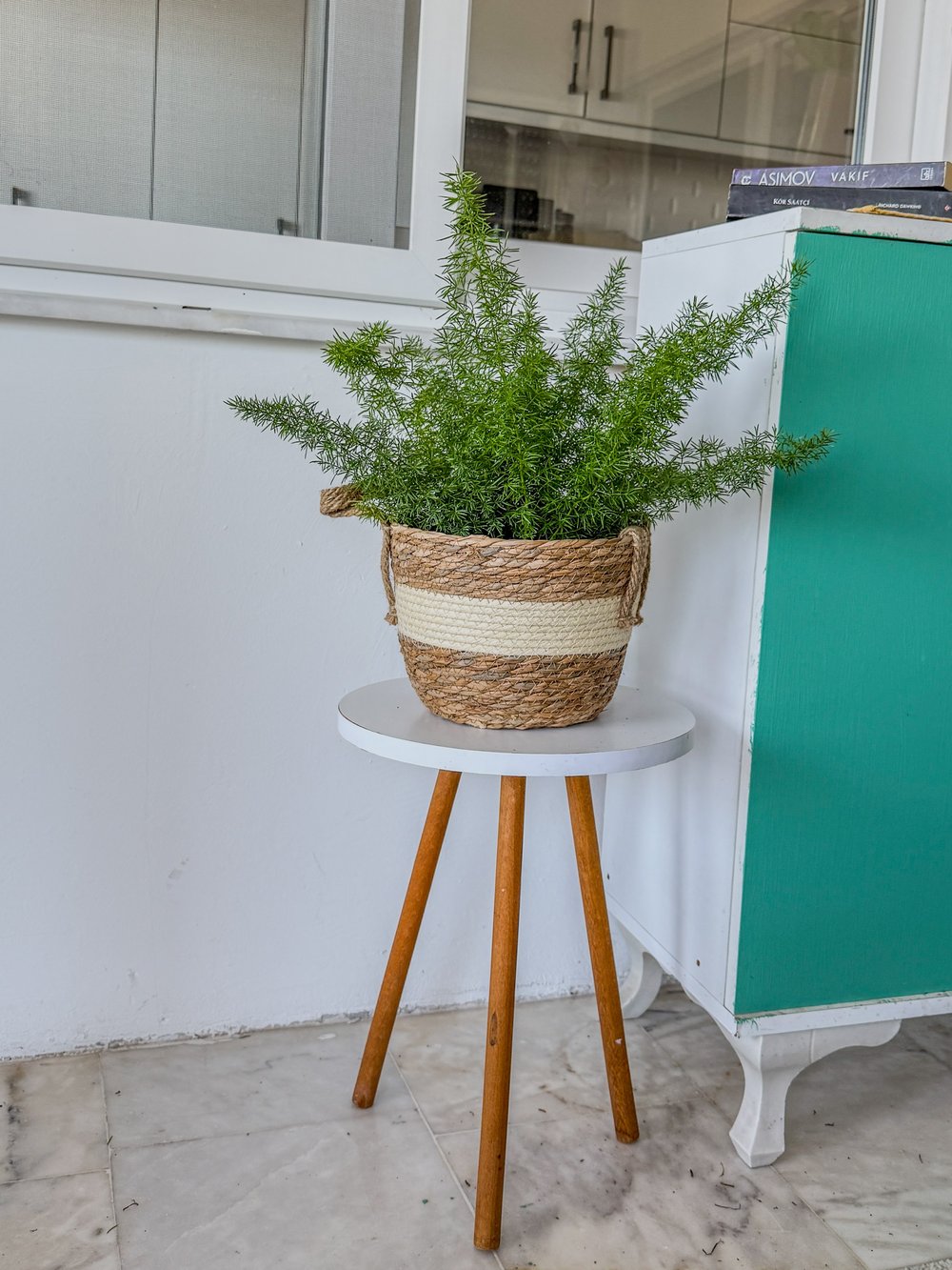 Tilki Kuyruğu Asparagus (Asparagus Densiflorus) – Doğal Salkım Zarafeti 🦊