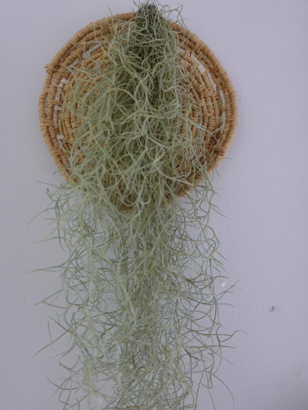 Tillandsia Usneoides Air Plant Hava Bitkisi