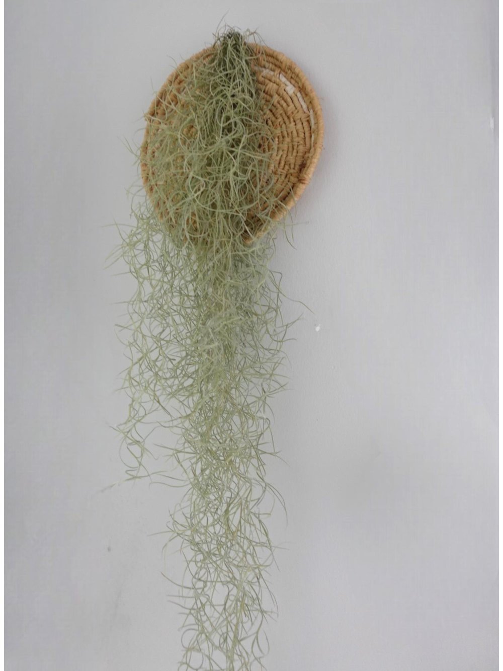 Tillandsia Usneoides Air Plant Hava Bitkisi