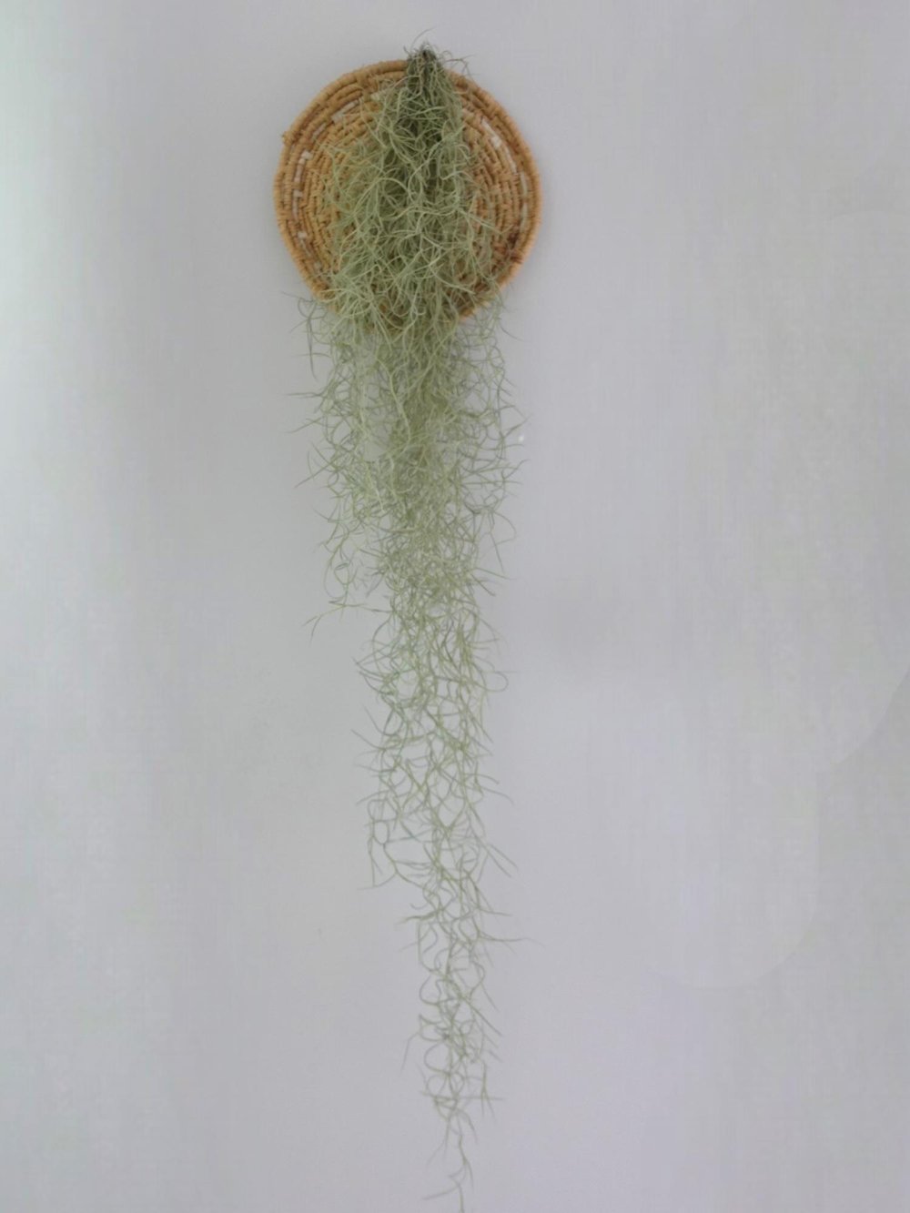 Tillandsia Usneoides Air Plant Hava Bitkisi