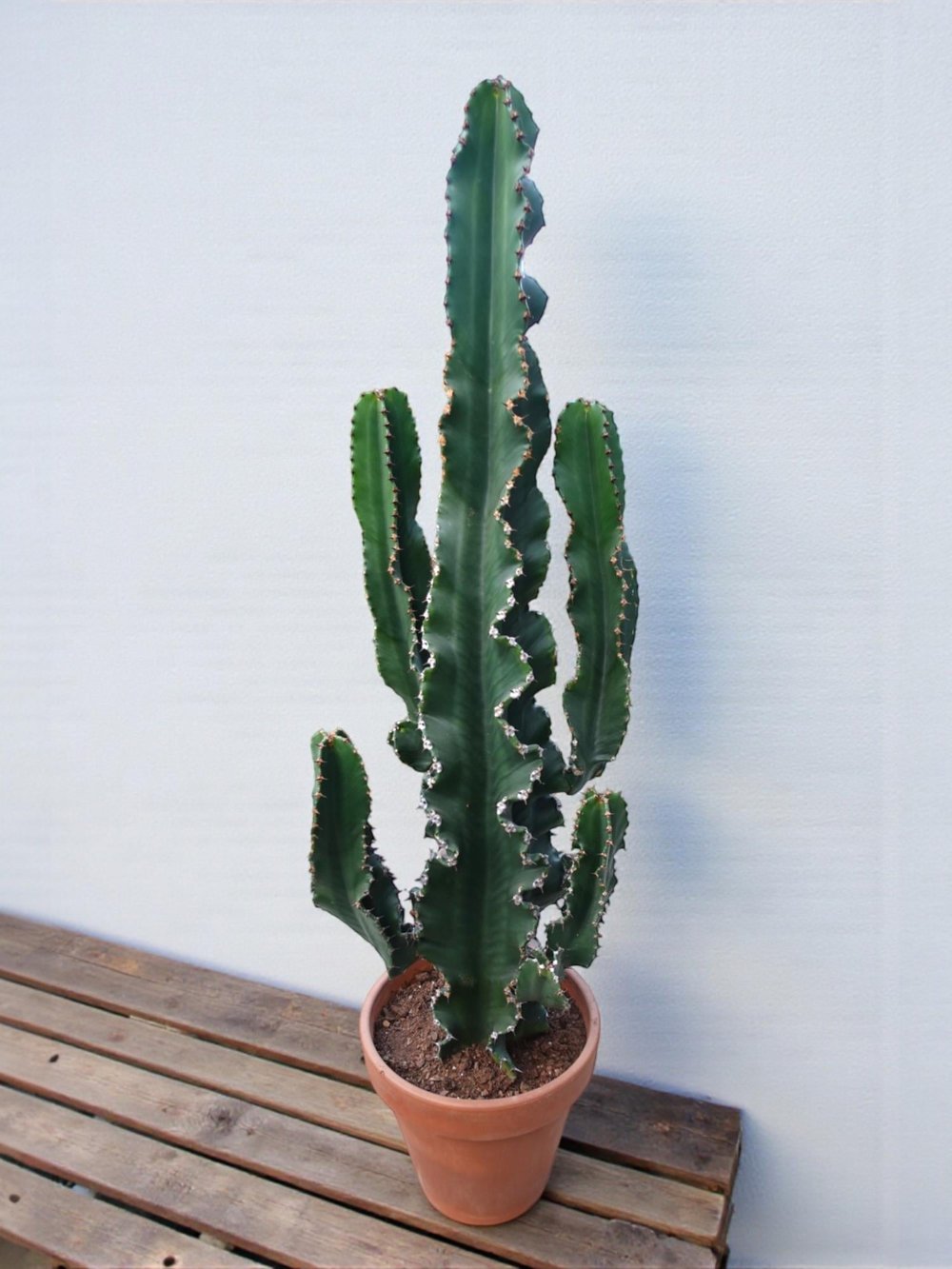 Toprak Saksılı Kovboy Kaktüsü – Euphorbia Ingens (100-110 cm - Hazır Dekor)