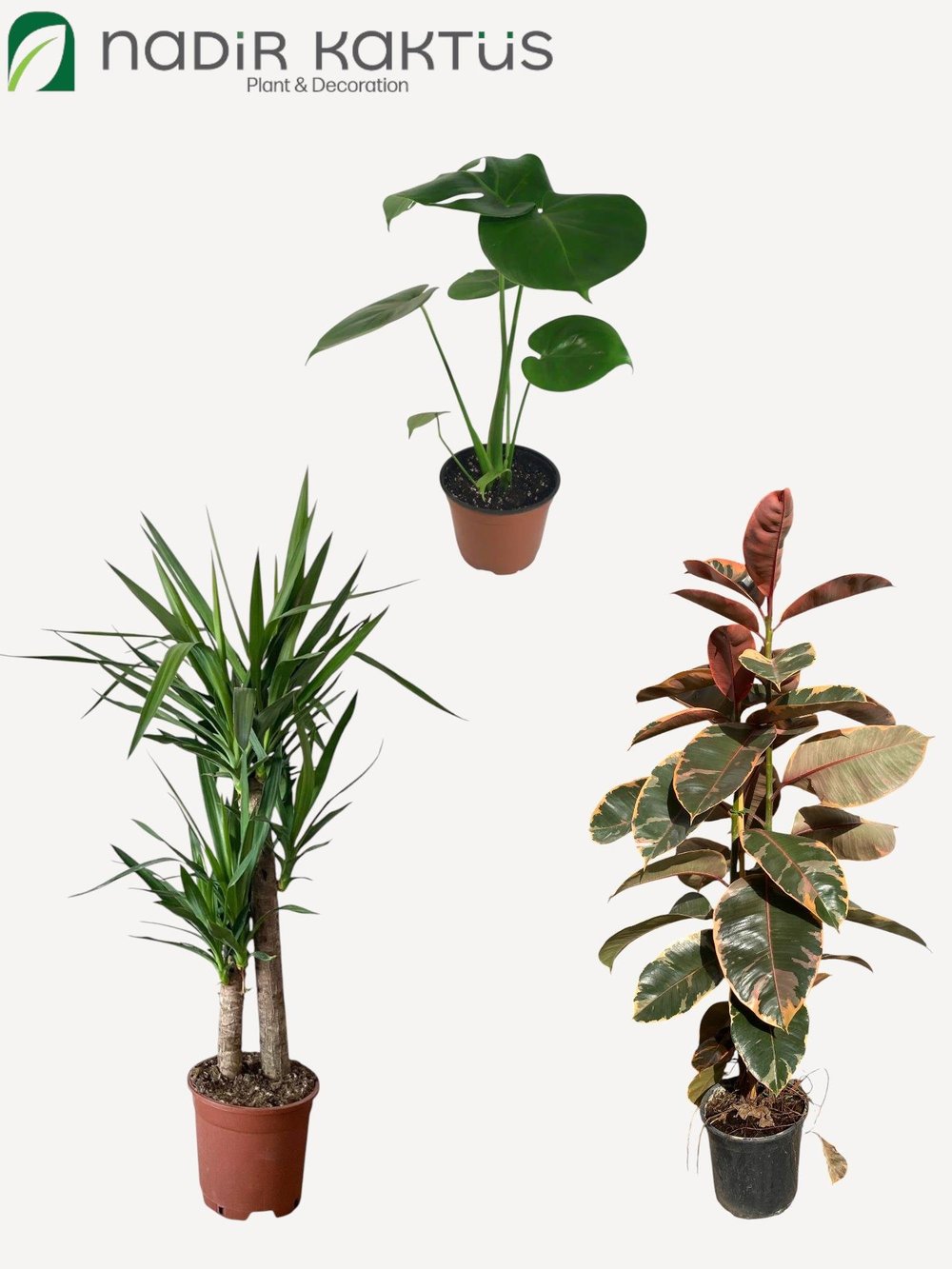 Tropik Denge Kampanyalı Bitki Seti ( 2 Gövdeli Alacalı Kauçuk 100 -120 Cm -  2 Gövdeli Yuka 100 - 120 Cm - Monstera Deve Tabanı )