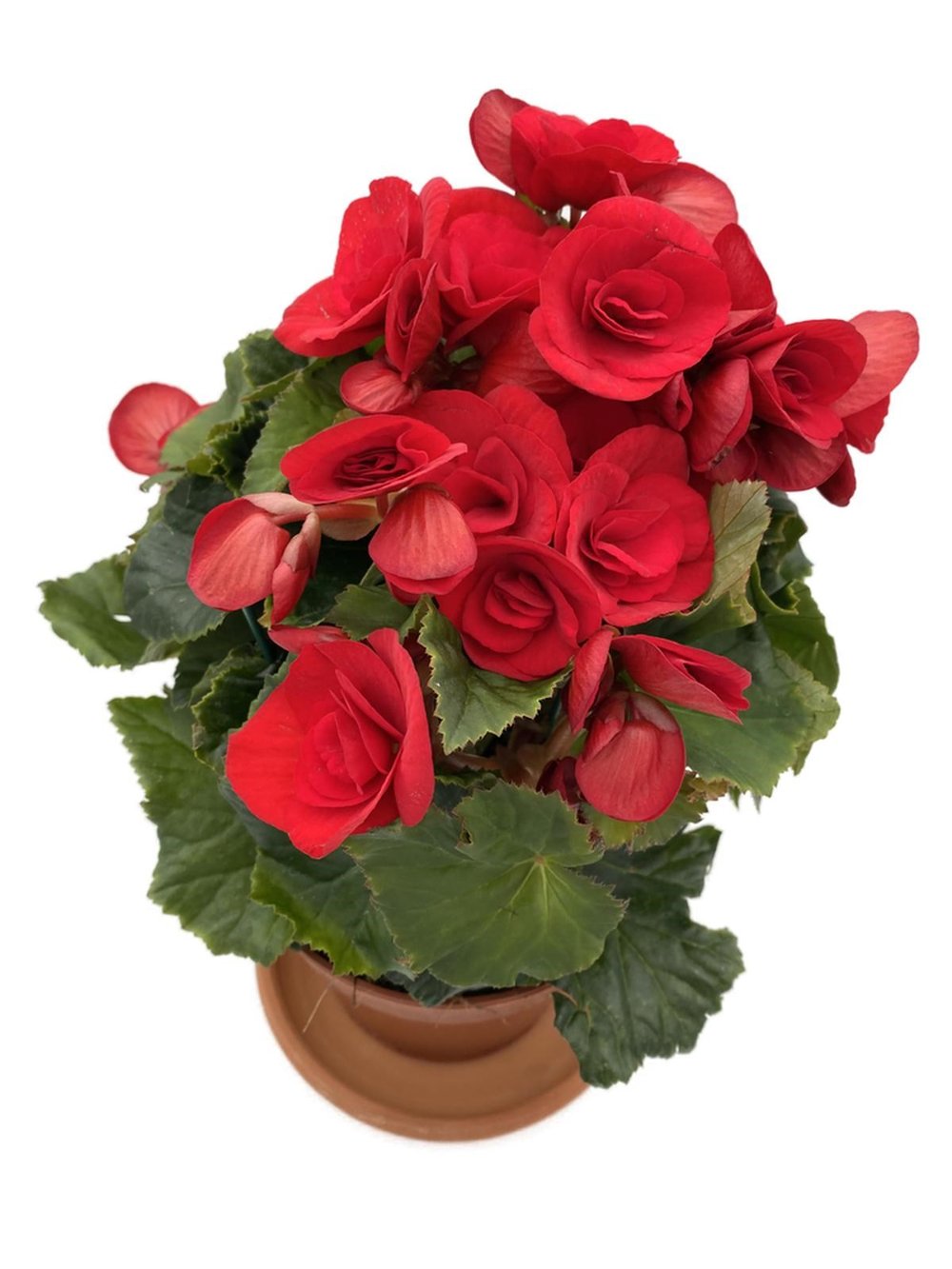 Tuberous Begonia (Yumrulu, Katmerli Begonya) Kırmızı