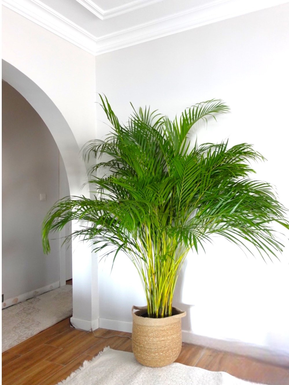 XXL Dev Areka Palmiyesi – Dypsis Lutescens (180-200 cm Dolgun Form)