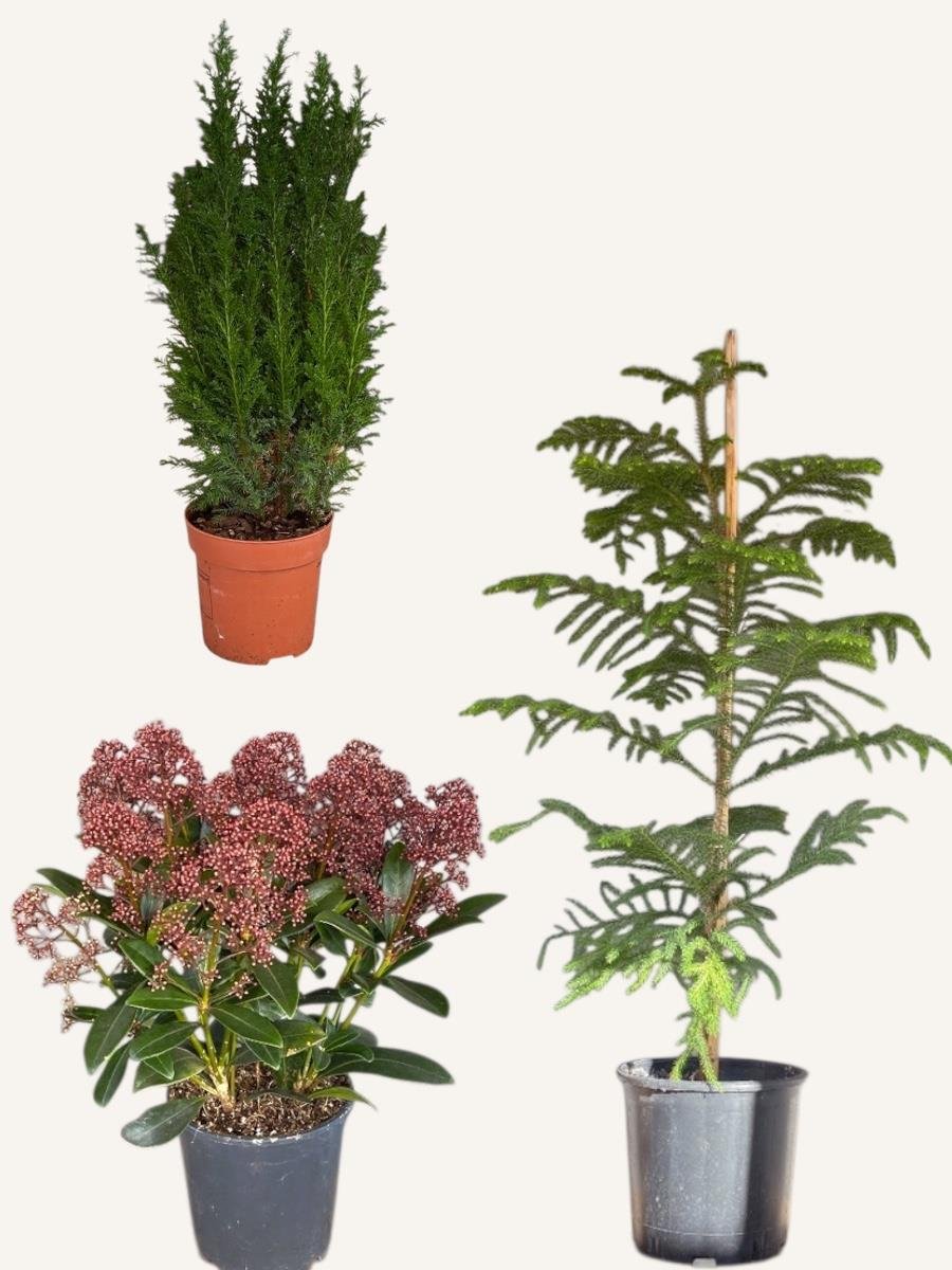 Yeni Yıl Yeni Başlangıçlar Seti - Arokarya - Skimmia Japonica - Elwoodii Çamı