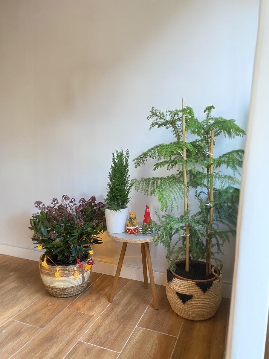 Yeni Yıl Yeni Başlangıçlar Seti - Arokarya - Skimmia Japonica - Elwoodii Çamı