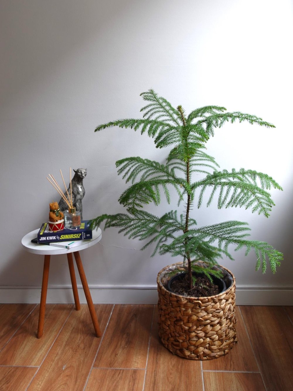 Yılbaşı Çamı Arokarya Salon Çamı XL Büyük Boy 100 - 120 Cm (Araucaria Heterophylla)