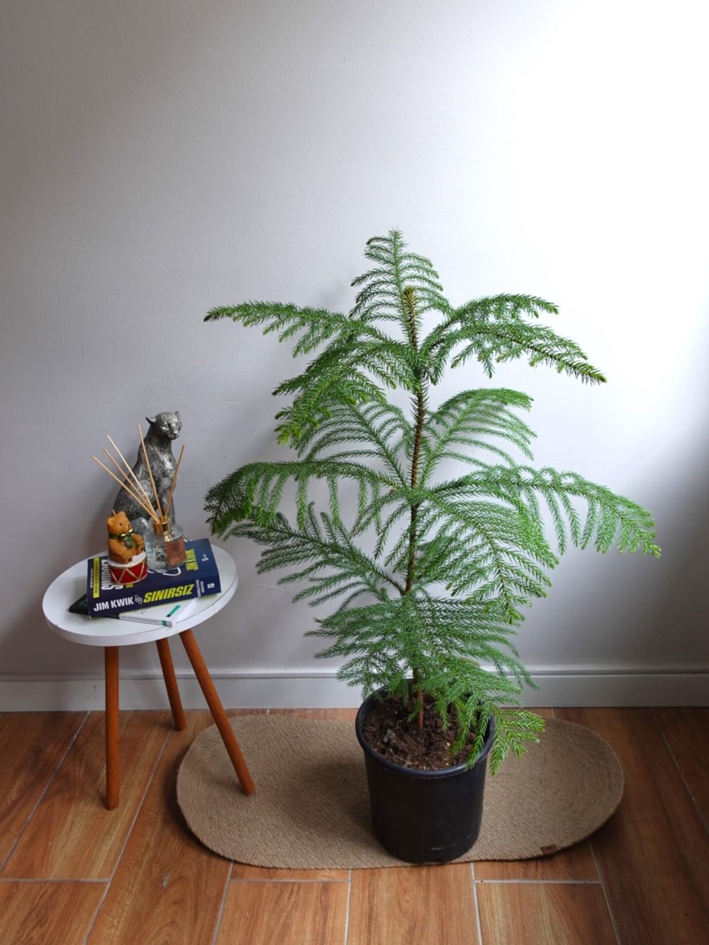 Yılbaşı Çamı Arokarya Salon Çamı XL Büyük Boy 100 - 120 Cm (Araucaria Heterophylla)