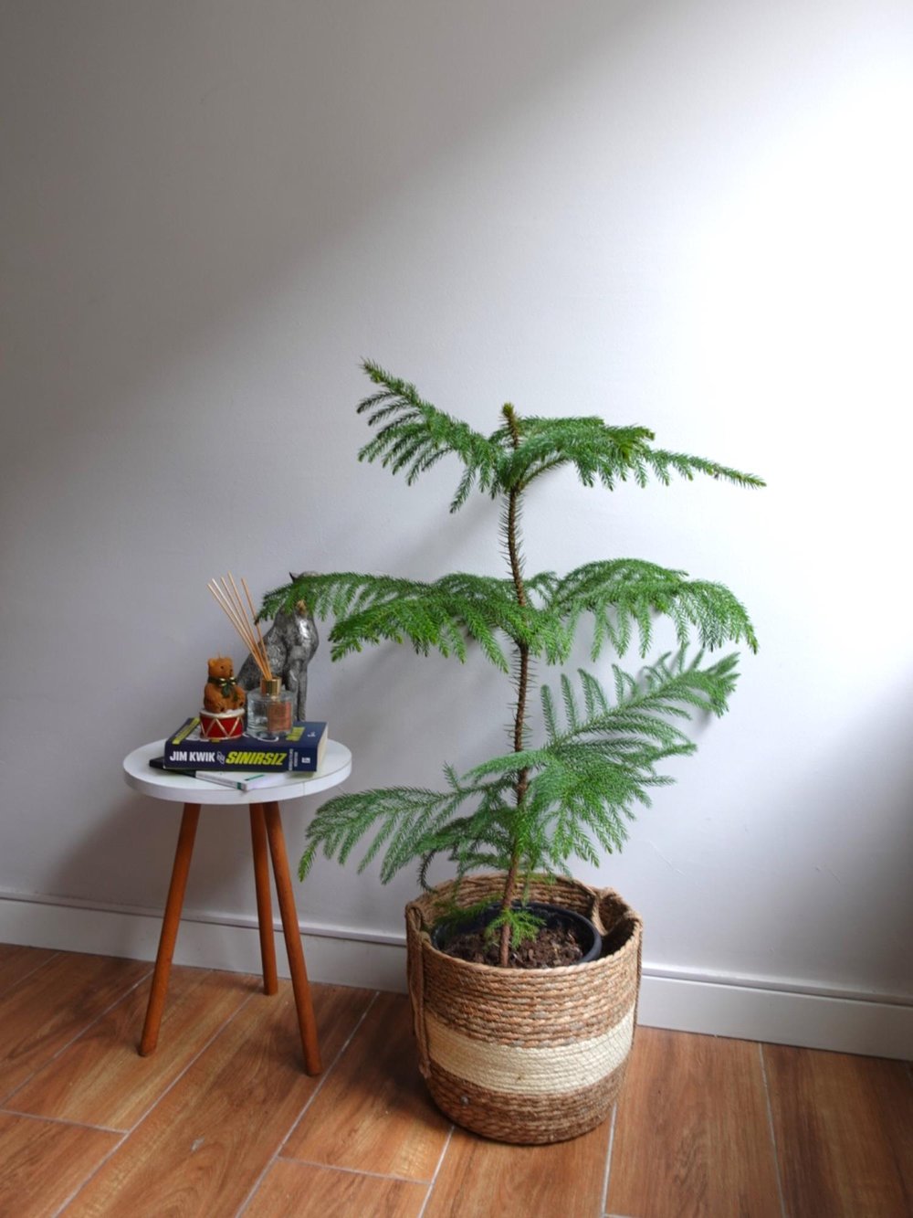 Yılbaşı Çamı Arokarya Salon Çamı XL Büyük Boy 100 - 120 Cm (Araucaria Heterophylla)