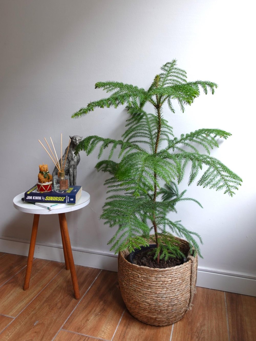 Yılbaşı Çamı Arokarya Salon Çamı XL Büyük Boy 100 - 120 Cm (Araucaria Heterophylla)