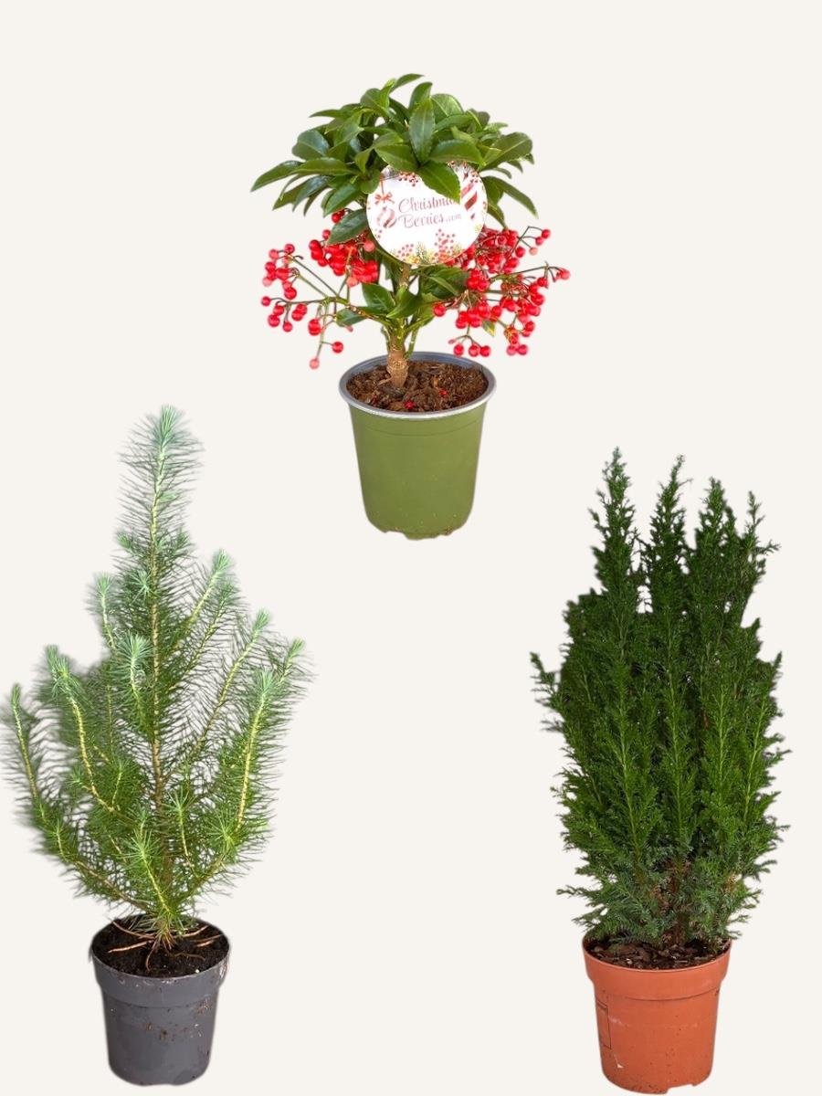 Yılbaşı Şansı Seti - Elwoodii Çamı - Pinus Pinea - Ardisia Crenata