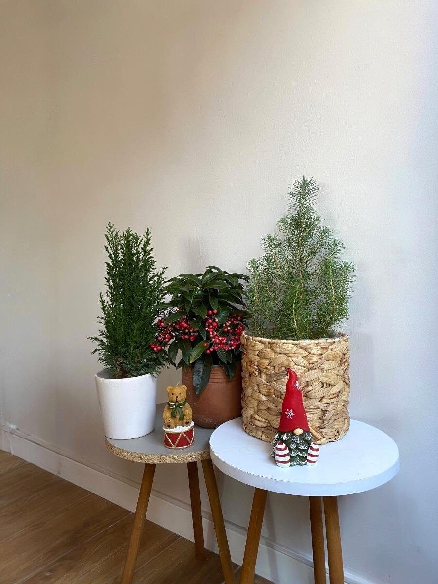 Yılbaşı Şansı Seti - Elwoodii Çamı - Pinus Pinea - Ardisia Crenata