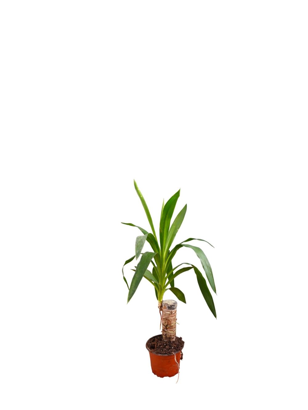 Yukka Tek Gövdeli Yuka 50 Cm ( Yucca Elephantipes )