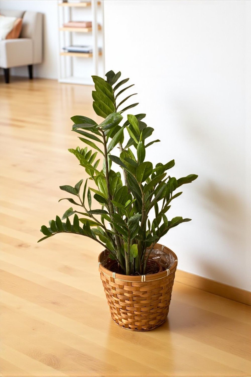 Zamioculcas Zamiifolia XL - Zamia ZeZe Bitkisi