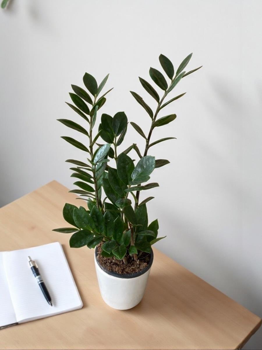 Zamioculcas Zamiifolia - Zamia ZeZe Bitkisi