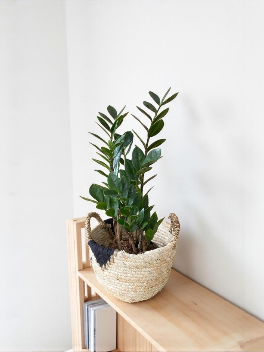 Zamioculcas Zamiifolia - Zamia ZeZe Bitkisi