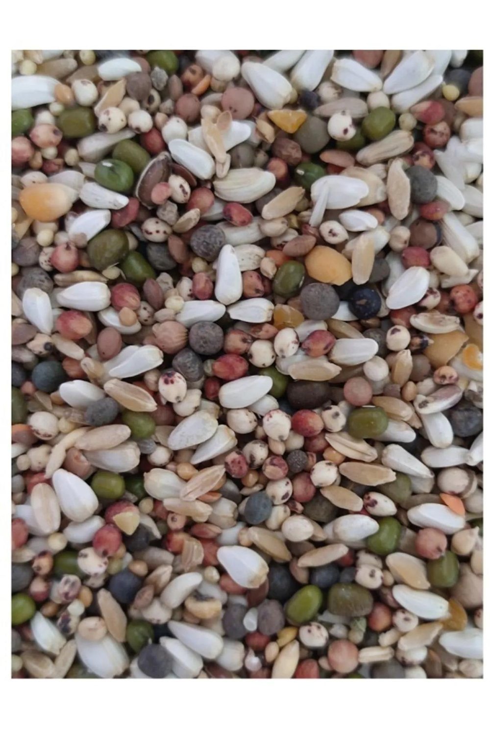 Özel Karışım Keklik Yemi - 5 Kg