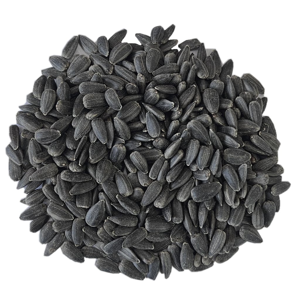 Siyah Minik Çekirdek Premium 10 Kg – Kuş Yemi