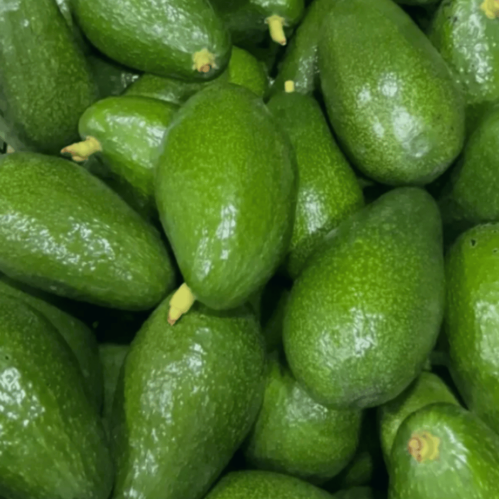 Organik Sertifikalı Avokado 1 kgTropik Meyveler