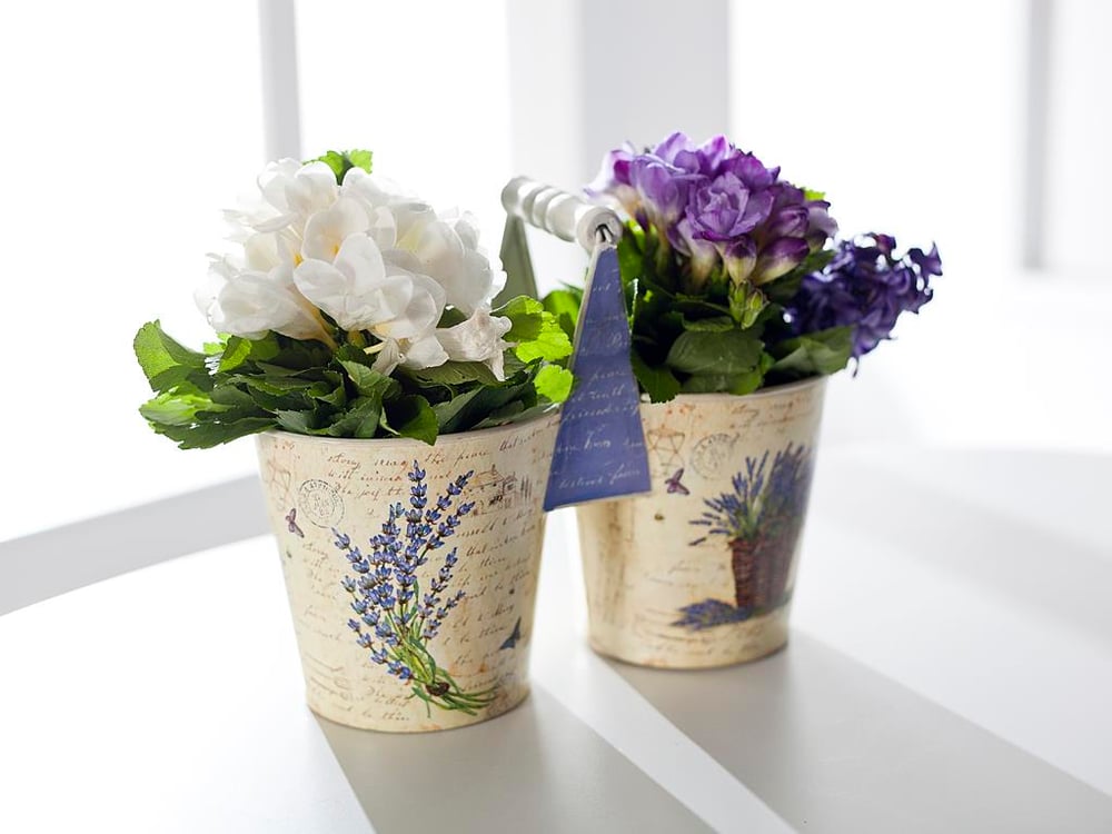 Lavender САКСИЯ Lilac.