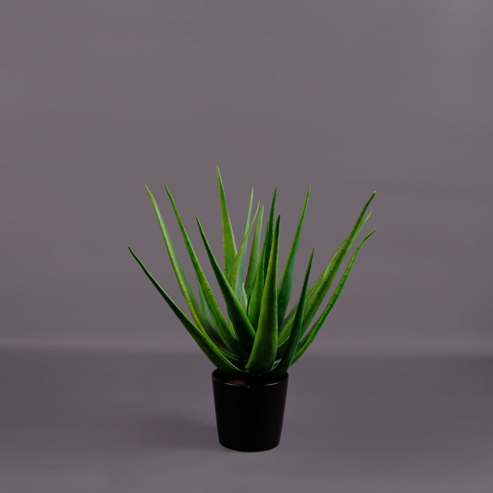 ALOE BUSH AĞAÇ