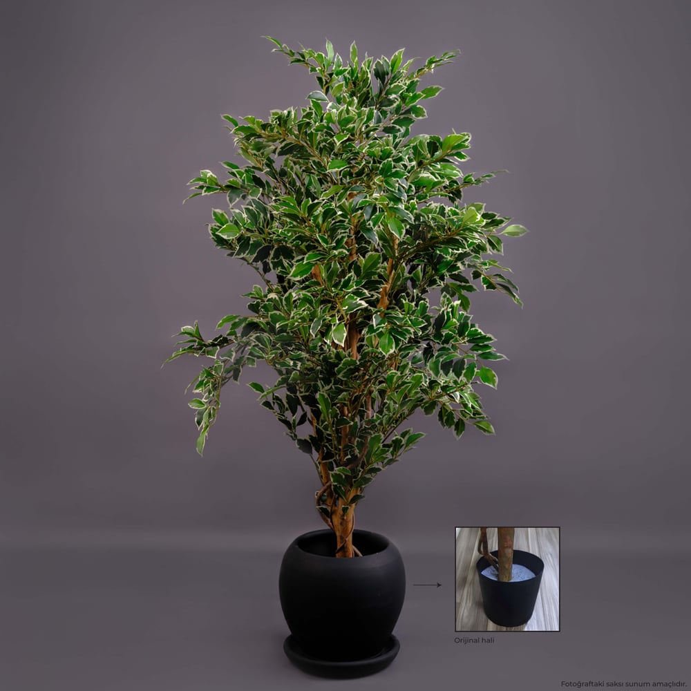 FICUS AĞAÇ