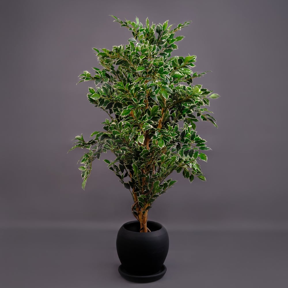 FICUS AĞAÇ