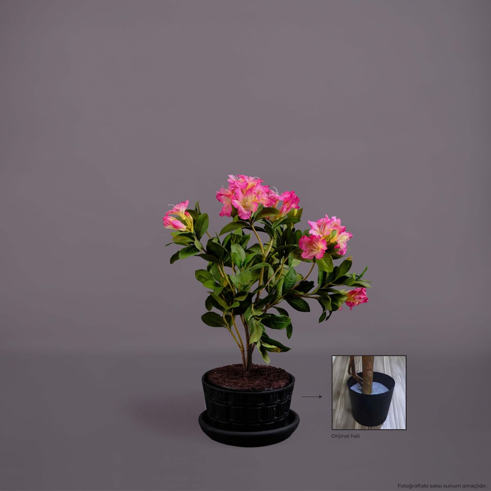 RHODODENDRON AĞAÇ