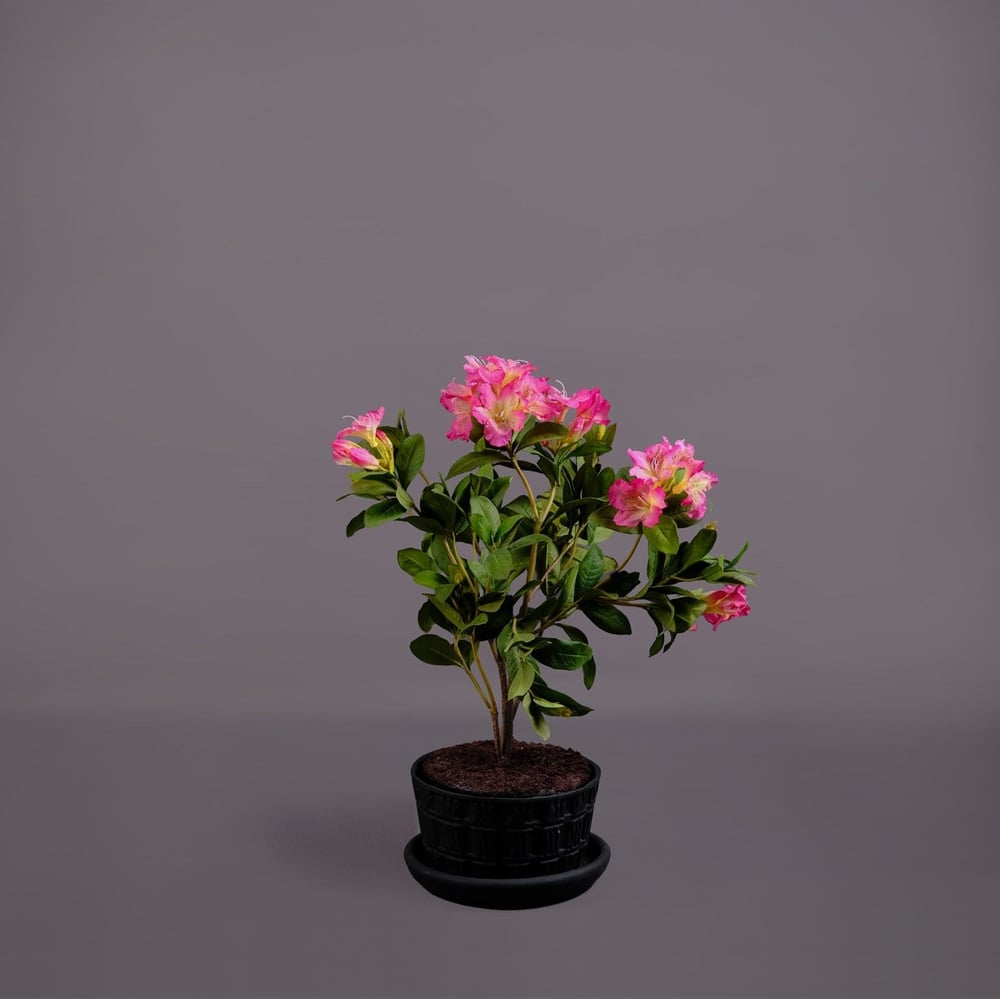 RHODODENDRON AĞAÇ