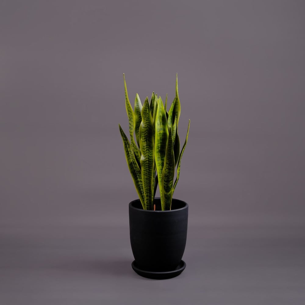 SANSEVERIA AĞAÇ