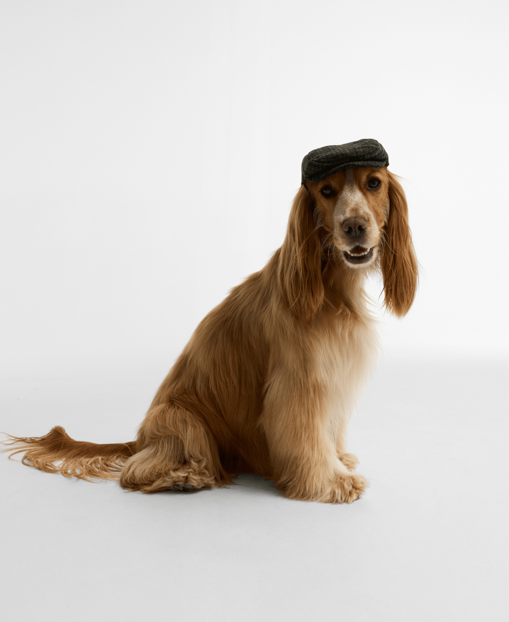Barbour Dogs Wilkin Köpek Şapka