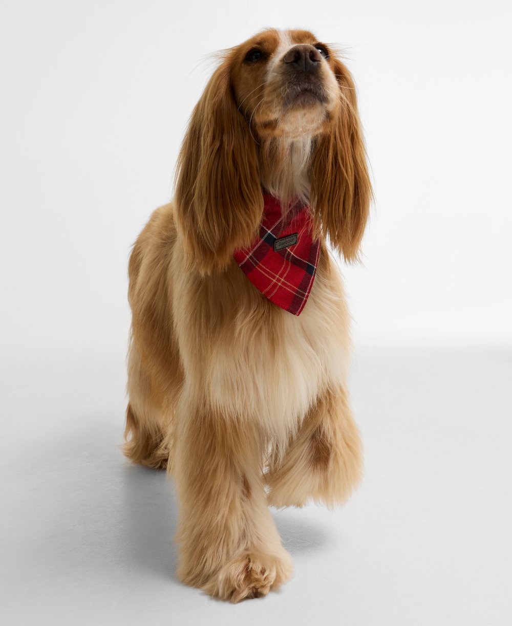 Barbour Tartan Köpek Bandanası
