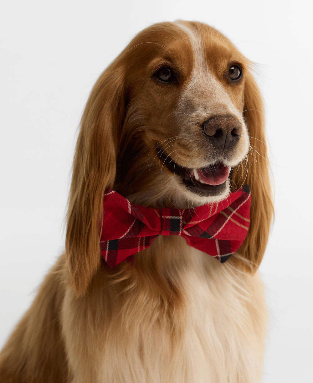 Barbour Tartan Köpek Papyonu